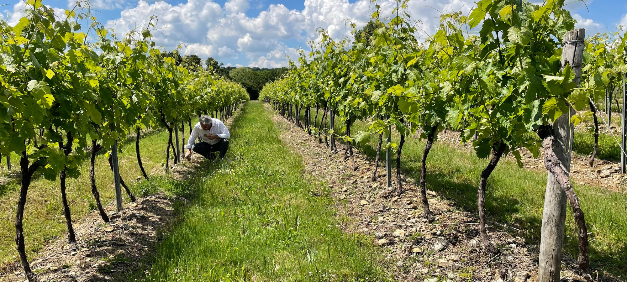 vignes des cépages du cognac