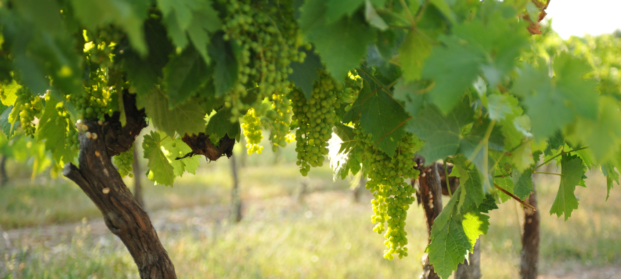 Quels sont les crus de l'appellation Cognac ? | CAMUS COGNAC
